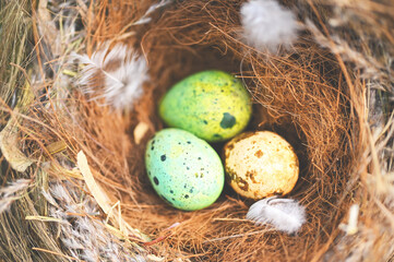 Obraz premium bird nest on tree branch with three eggs inside, bird eggs on birds nest and feather in summer forest , eggs easter concept