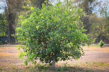 Fototapeta na wymiar Marian plum fruit in marian plum tree in the garden tropical fruit orchard, Name in Thailand Sweet Yellow Marian Plum Maprang Plango or Mayong chid