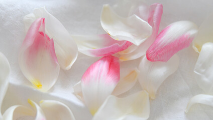 Pink and white tulip petals on white linen