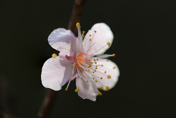 Backlit macro close-up of tiny baby pink cherry plum flowerhead  (dark background with petals shining through)