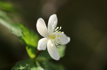 Obraz na płótnie Canvas Close-up shot with a macro lens of a pretty little nirinsou flower in the spring sunshine.