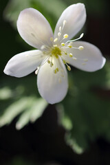 Obraz premium Close-up shot with a macro lens of a pretty little nirinsou flower in the spring sunshine.