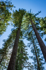 Fototapeta premium The Bachelor and Three Graces in Mariposa Grove of Giant Sequoias, Yosemite National Park, California, USA.