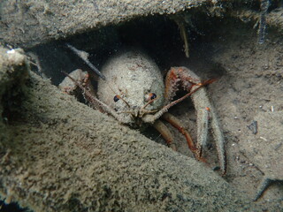 Underwater Photography Scuba Diving in Switzerland