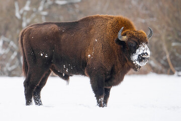 European bison in Bialowieza