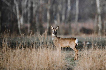 Poland hunt