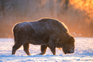 European bison in backlit light