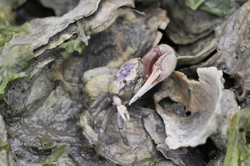 Close-up of Eastern Fiddler Crab among seaweed and oyster shells, White Oak River, North Carolina