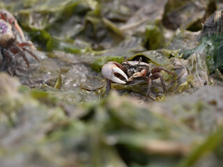 Fiddler Crab among seaweed and oyster shells, White Oak River, NC