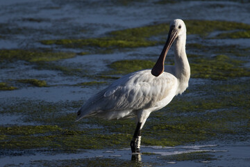 common spoonbill