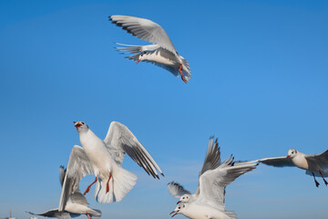 A flock of seagulls flying over the water, catching bread