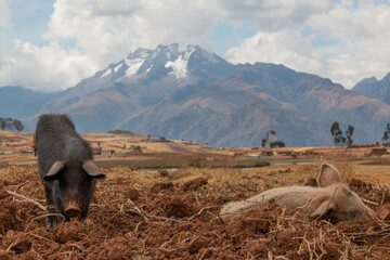 Small pigs, black and pink, in the field with a view of the snowy mountain, in Peru.