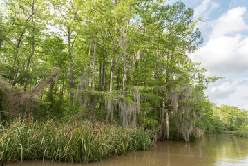 Honey Island Swamp Tour With Water and Tree in New Orleans, Loui
