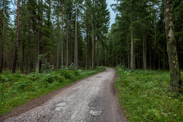Fototapeta na wymiar Lithuanian Forest with Path. Tree and Moss.