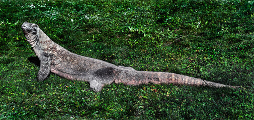 Komodo dragon on the lawn. Latin name - Varanus komodoensis	