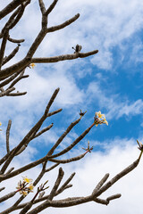 White flowers on tree branch without leaves against cloudy sky. Plumeria or frangipani plant.