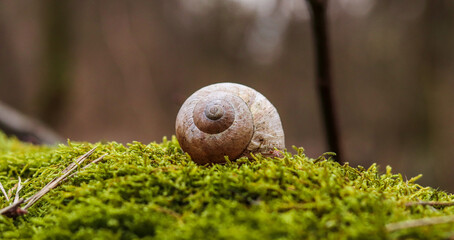 The shell lies on the moss