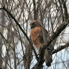 Red-shouldered Hawk Perched and watchful UF Gainesville Lake Apopka