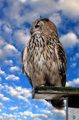 Eagle owl on the board