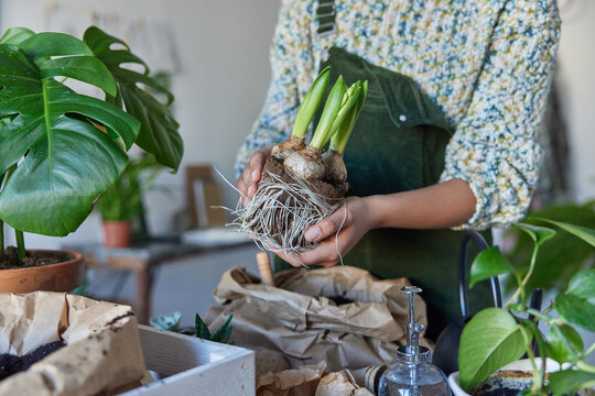 Cropped image of unrecognizable person holds bulb plant with roots in soil transplants from one pot to other enjoys botany as favorite hobby poses indoor. Horizontal shot. Plants care concept
