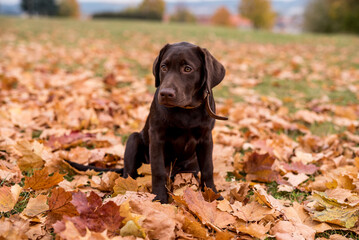 Chocolate Labrador Retriever Dog is Sitting in the Park