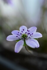 雪割草（ユキワリソウ）『美見太』