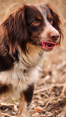 portrait of a dog