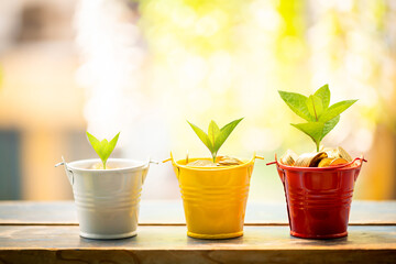 Coin in the plant pot and plant growing with savings money put on the wood in the morning sunlight, Business investment and saving growth concept.