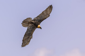 Bearded vulture flying banking