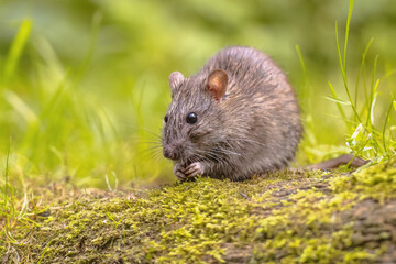 Naklejka na ściany i meble Brown rat in grass on river bank