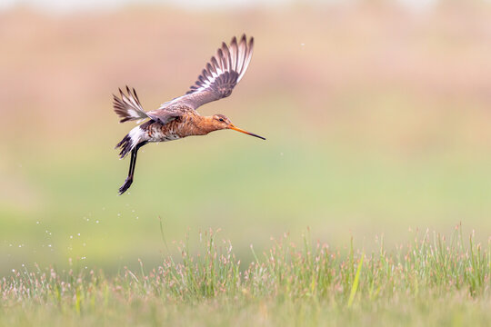 Black-tailed Godwit wader bird preparing for landing and calling