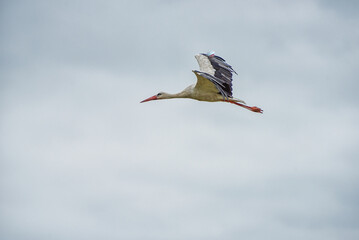 Obraz premium Flying Stork. Cloudy Blue Sky in Background