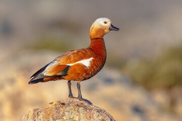 Ruddy Shelduck guarding territory