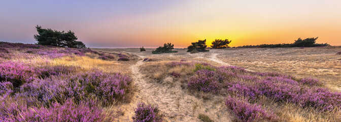 Sunset over heathland Veluwe Netherlands - obrazy, fototapety, plakaty