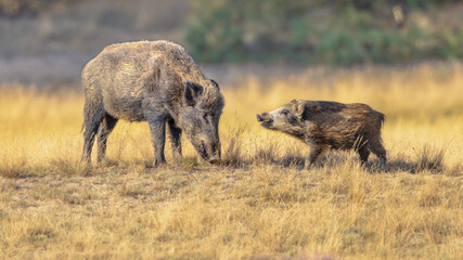 Fototapeta na wymiar Wild boar in natural habitat on Veluwe