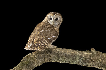 tawny owl perched on branch