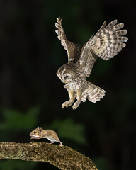 tawny owl catching mouse on trunk