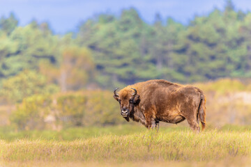 Wisent or European bison one animal
