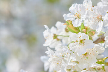 Cherry blossoms (Prunus Avium) in all their splendor in early spring. Close-up of white flowers.