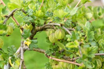 Grows ripe gooseberries on a branch in the garden