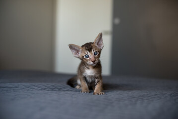 Bright Color Young Oriental Kitty Playing on the Bed