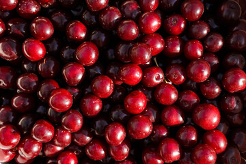 Cherry close-up, lots of berries