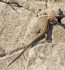 Blue-tailed skink lizard on a rock in garden