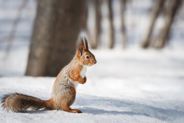 cute young squirrel on tree with held out paw against blurred winter forest in background.