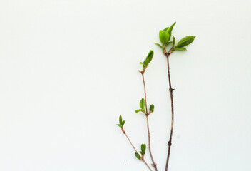 branch with leaves