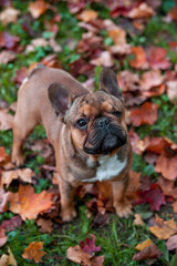 French Bulldog Breed Dog on the grass. Autumn Leaves in Background. Portrait