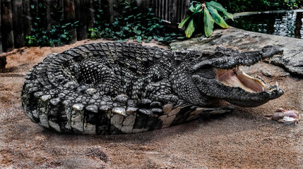 Siam crocodile near the pond. Latin name - Crocodylus siamensis	