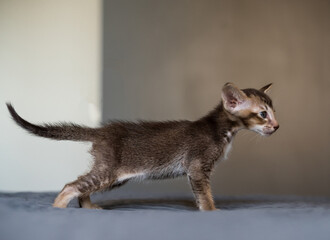 Bright Color Young Oriental Shorthair Kitty Playing on the Bed