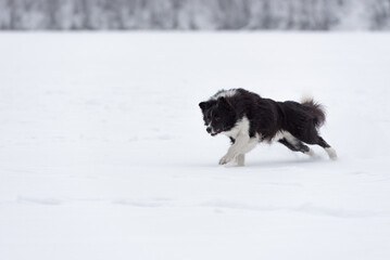 Running Border Collie on Frozen Ice. Snowy Winter In Background.