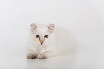 Fototapeta na wymiar Small and Young Bright White Sad American Curl Cat Sitting on the white table. White Background.